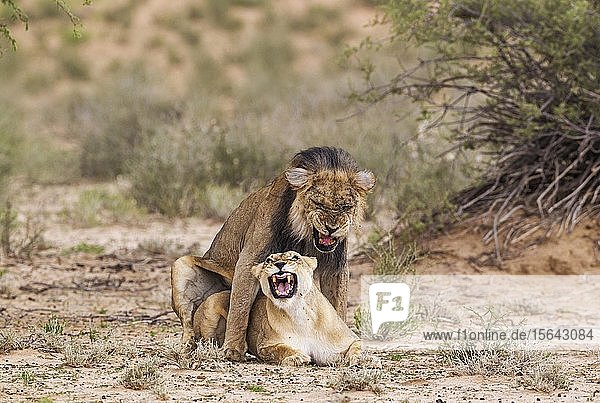 Kalahari-Löwen (Panthera leo vernayi) Alttiere Tierpaar bei der Paarung Kalahari-Wüste Kgalagadi-Transfrontier-Nationalpark Südafrika