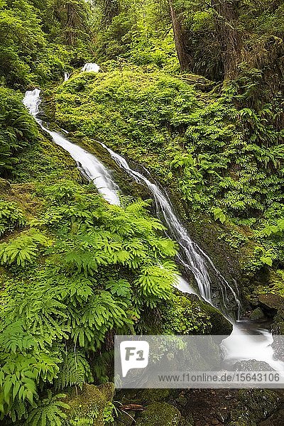 Wasserfall im Olympic National Park  Washington  USA  Nordamerika