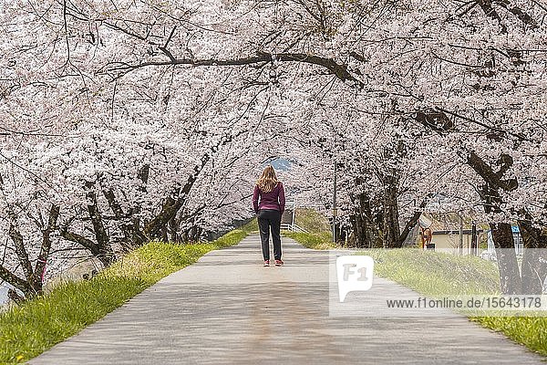 Woman on a path  avenue under cherry blossoms  Japanese cherry blossom in spring  Nagano  Japan  Asia