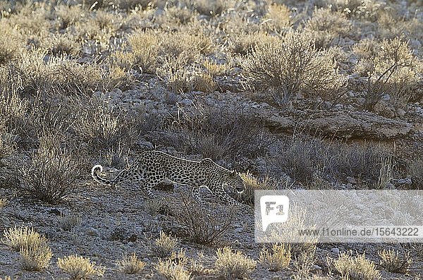 Leopard (Panthera pardus)  junges Weibchen  auf der Pirsch  Kalahari-Wüste  Kgalagadi Transfrontier Park  Südafrika  Afrika