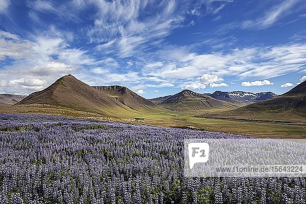 Blue flowering Nootka lupins (Lupinus nootkatensis) in front of volcanic mountains  cloud formation. near Pingeyri  Westfjords  Iceland  Europe