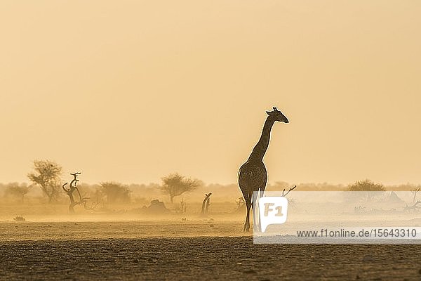 Angolanische Giraffe (Giraffa camelopardalis angolensis) steht im Abendlicht in der staubigen Savanne  Nxai Pan National Park  Ngamiland  Botswana  Afrika