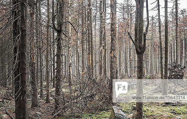 Großflächig abgestorbene Wälder im Harz aufgrund von Trockenheit  Windbruch und Borkenkäferbefall  Monokultur mit Fichten  Nationalpark Harz  bei Schierke  Sachsen-Anhalt  Deutschland  Europa