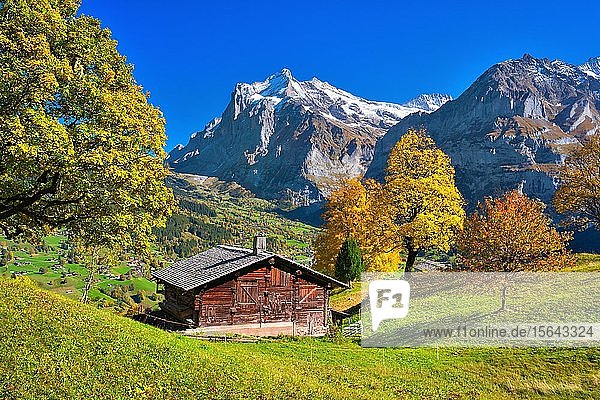 Alphütte oberhalb von Grindelwald  im Hintergrund das Wetterhorn  Grindelwald  Kanton Bern  Schweiz  Europa