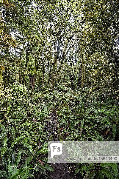 Wanderweg durch Wald mit Farnen  Pouakai Circuit  Egmont National Park  Taranaki  Nordinsel  Neuseeland  Ozeanien