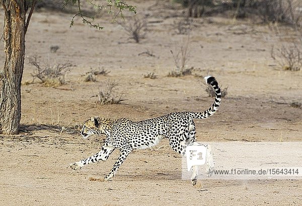 Gepard (Acinonyx jubatus) verspieltes subadultes Männchen Kalahari-Wüste Kgalagadi Transfrontier Park Südafrika