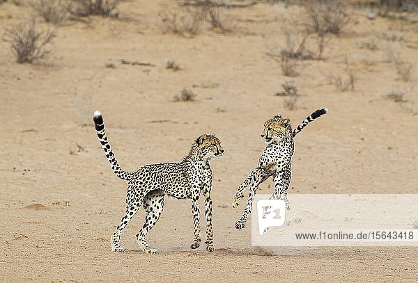 Geparde (Acinonyx jubatus) zwei subadulte Männchen spielen im trockenen und kargen Auob Flussbett Kalahari-Wüste Kgalagadi Transfrontier Park Südafrika