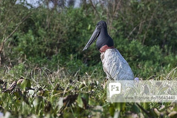 Jabiru (Jabiru mycteria) stehend im Sumpf  Pantanal  Mato Grosso  Brasilien  Südamerika