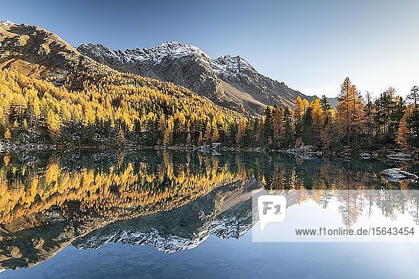 Herbstlicher Lärchenwald gespiegelt im Bergsee Lago di Saoseo  vor Scima da Rügiul  Val di Campo  Engadin  Kanton Graubünden  Schweiz  Europa