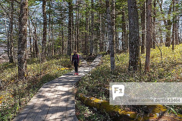 Woman on hiking trail through bamboo  Senjogahara marshland  Nikk? National Park  Nikk?  Tochigi Prefecture  Japan  Asia