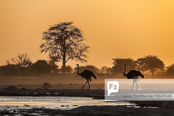 Strauße (Struthio camelus)  zwei Tiere bei Sonnenuntergang an einer Wasserstelle  Nxai Pan National Park  Ngamiland  Botswana  Afrika