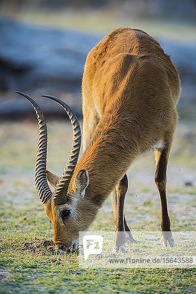 Rotes Lechwe (Kobus leche leche)  fressend  Moremi Wildlife Reserve  Ngamiland  Botswana  Afrika