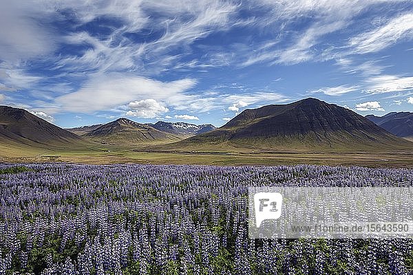 Blue flowering Nootka lupins (Lupinus nootkatensis) in front of volcanic mountains cloud formation. near Pingeyri Westfjords Iceland Europe