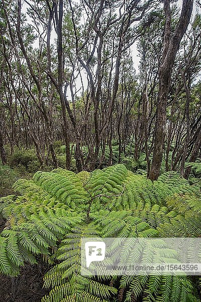 Wälder mit Baumfarnen (Cyatheales)  Abel Tasman National Park  Southland  Neuseeland  Ozeanien