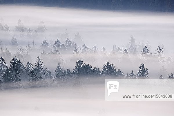 Nebel in der Pupplinger Au in der Dämmerung  Naturpark Isarauen  zwischen Icking und Wolfratshausen  Oberbayern  Bayern  Deutschland  Europa