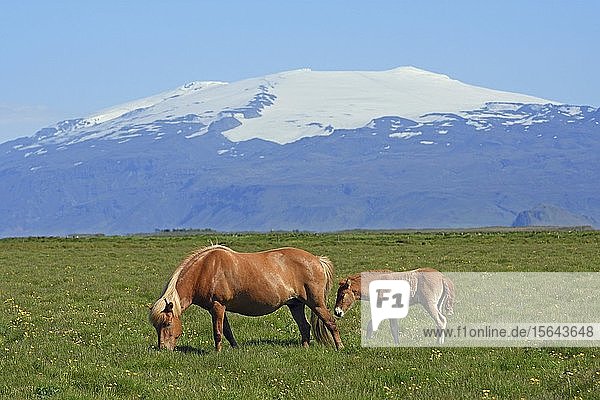 Islandpferd mit Fohlen vor dem schneebedeckten  vergletscherten Vulkan Eyjafjallajökull  Suðurland  Sudurland  Südisland  Island  Europa