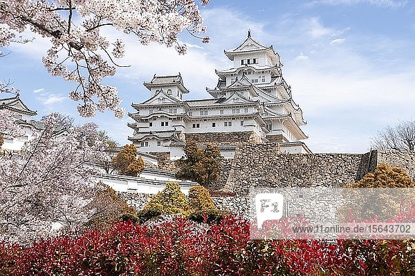 Blühende Kirschbäume  Japanische Kirschblüte  Burg Himeji  Himeji-j?  Shirasagij? oder Burg Weißer Reiher  Präfektur Hy?go  Japan  Asien