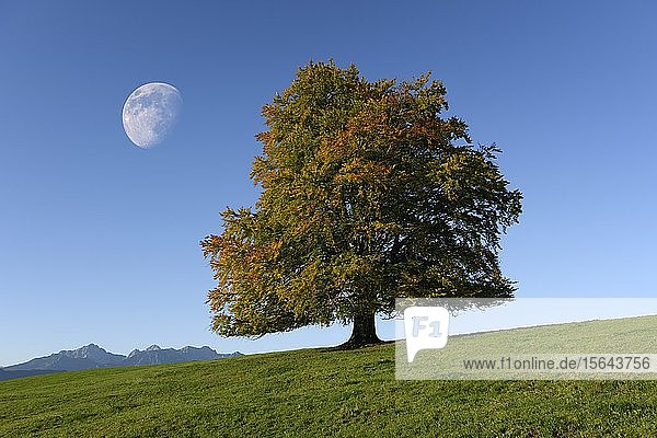 Rotbuche (Fagus sylvatica) mit abnehmendem Mond  Allgäu  Bayern  Deutschland  Europa