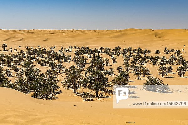 Palmenhain in den Sanddünen  bei Timimoun  Westalgerien  Algerien  Afrika