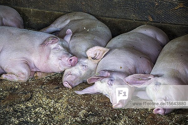 Sleeping Domestic Pigs (Sus scrofa domesticus) in a stable on the Alm  Schlappoldalpe  near Oberstdorf  Oberallgäu  Allgäu  Bavaria  Germany  Europe