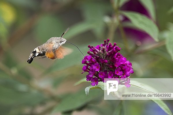 Kolibri-Schwärmer (Macroglossum stellatarum)  fliegend  sammelt Nektar Schmetterlingsstrauch (Buddleja davidii)