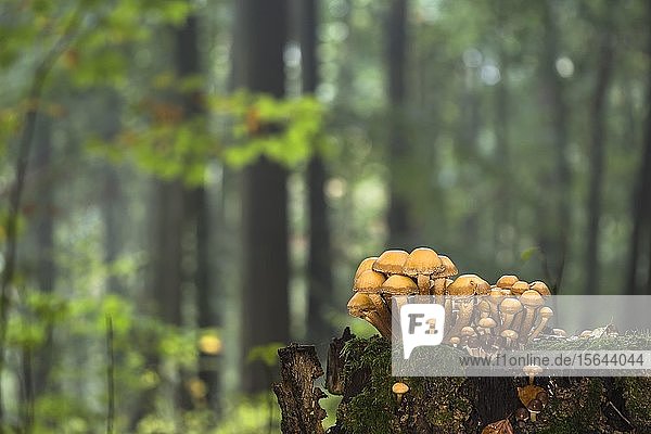 Grünblättrige Schwefelköpfe (Hypholoma fasciculare) auf Totholz in herbstlichem Wald  Deutschland  Europa