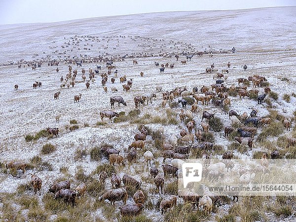 Ziegenherde im Schneesturm mongolische Steppe Bulgan Aimag Bulgan Provinz Mongolei Asien