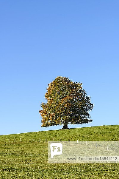 Rotbuche (Fagus sylvatica) im Herbst  Solitärbaum auf einer Wiese  Allgäu  Ostallgäu  Schwaben  Bayern  Deutschland  Europa