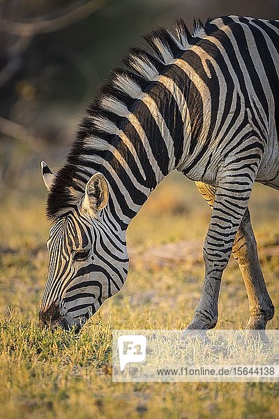 Burchell-Zebra (Equus quagga burchelli)  fressend  Moremi Wildlife Reserve  Ngamiland  Botswana  Afrika