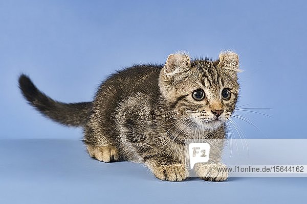 Rassekatze American Curl (Felis silvestris catus)  Enten  schwarz gestromt  jung  10 Wochen  blauer Hintergrund  Österreich  Europa