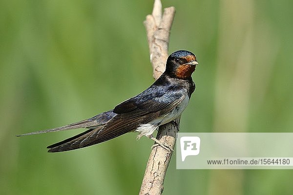 Barn swallow (Hirundo rustica) sitting on tree branch  National Park Lake Neusiedl  Burgenland  Austria  Europe