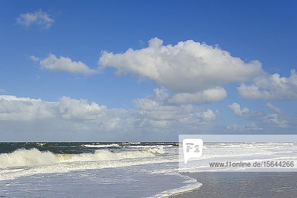 Auslaufende Wellen am Sandstrand  blauer Himmel mit tiefziehenden Kumuluswolken (Cumulus) über der Nordsee  Kampen  Sylt  Nordfriesische Inseln  Nordfriesland  Schleswig-Holstein  Deutschland  Europa