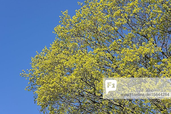 Spitzahorn (Acer platanoides)  blühend  Thüringen  Deutschland  Europa