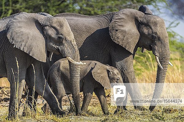 Afrikanische Elefanten (Loxodonta africana)  Elefantenkalb läuft geschützt zwischen Erwachsenen  Moremi Wildlife Reserve  Ngamiland  BotswanaMoremi Wildlife Reserve  Ngamiland  Botswana  Afrika