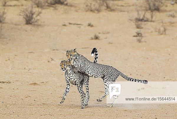 Gepard (Acinonyx jubatus)  zwei verspielte subadulte Männchen im trockenen und kargen Auob-Flussbett  Kalahari-Wüste  Kgalagadi Transfrontier Park  Südafrika  Afrika
