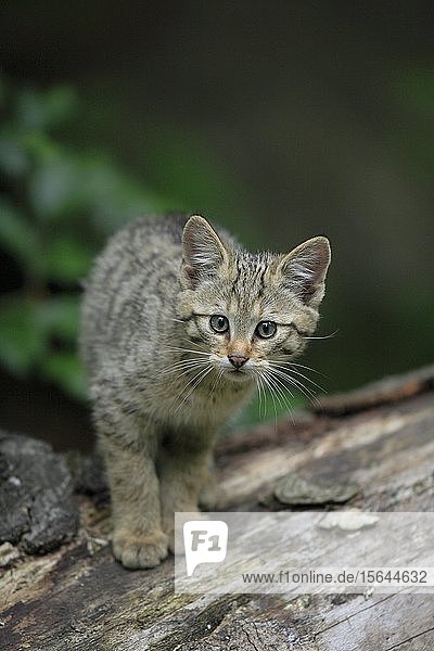 Wildcat (Felis silvestris)  young animal  captive  Bavarian Forest National Park  Bavaria  Germany  Europe