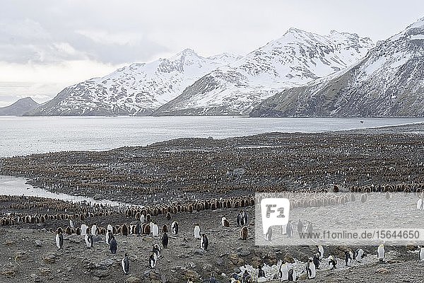 Königspinguine (Aptenodytes patagonicus)  Bordkolonie mit erwachsenen und jungen Tieren  St. Andrews Bay  Südgeorgien  Südgeorgien und die Südlichen Sandwichinseln  Antarktis