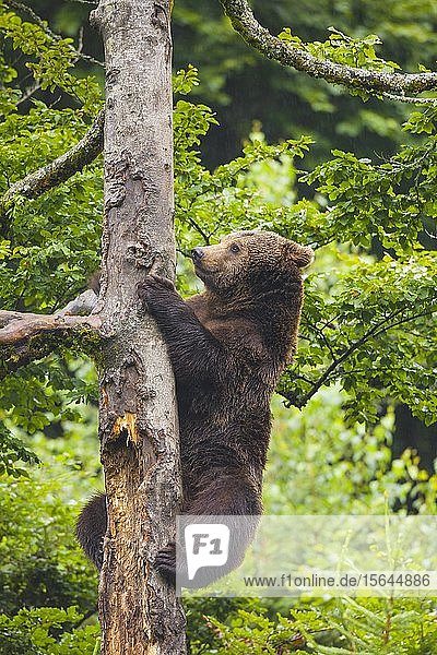 Europäischer Braunbär (Ursus arctos) klettert auf einen Baum  Nationalpark Bayerischer Wald  Bayern  Deutschland  Europa
