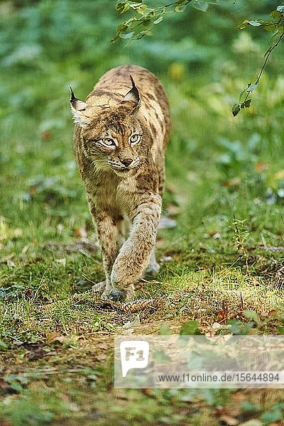 Eurasischer Luchs (Lynx lynx) beim Spaziergang im Wald  in Gefangenschaft  Bayern  Deutschland  Europa
