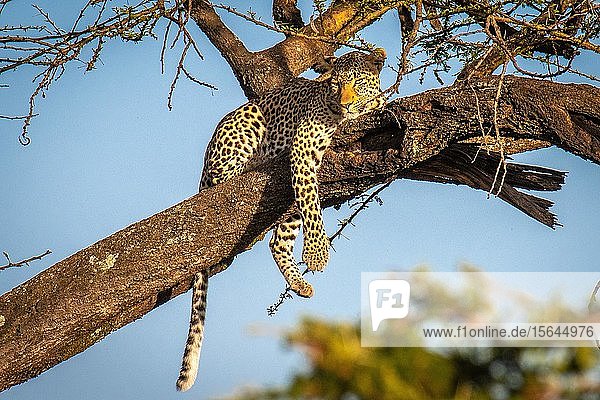 Leopard (Panthera pardus) auf einem Ast  Maasai Mara National Reserve  Kenia  Afrika