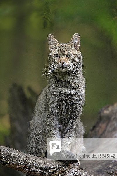 Wildcat (Felis silvestris)  young  captive  Bavarian Forest National Park  Bavaria  Germany  Europe