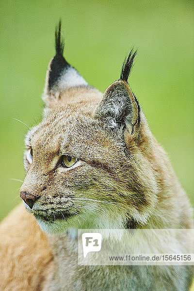 Eurasischer Luchs (Lynx lynx)  Tierportrait  in Gefangenschaft  Bayern  Deutschland  Europa