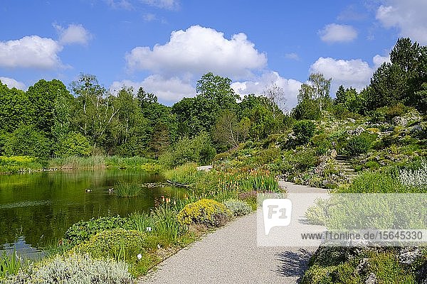 Alpinum und Großer Teich  Botanischer Garten München-Nymphenburg  München  Oberbayern  Bayern  Deutschland  Europa