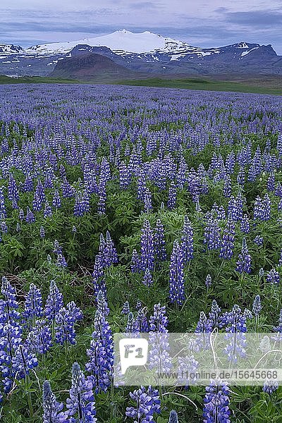 Narrow-leaved lupins (Lupinus angustifolius)  wildflower meadow  West Iceland  Vesturland  Iceland  Europe
