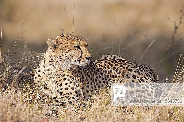 Gepard (Acinonyx jubatus) im Gras liegend Okavango Delta Botswana Afrika