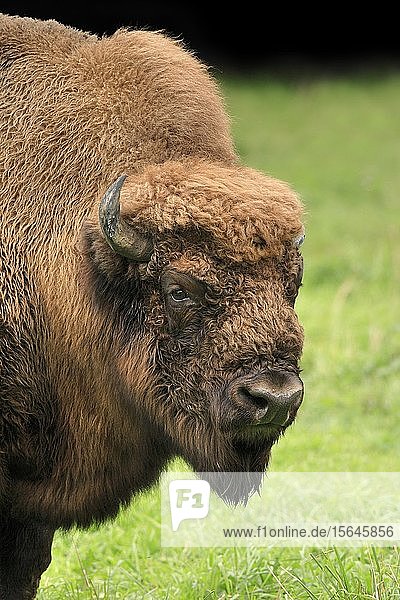 Europäischer Wisent (Bison bonasus) auf Wiese  Tierportrait  Deutschland  Europa