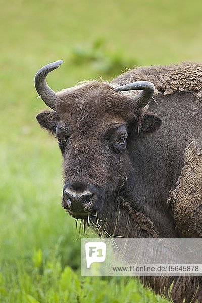 Europäischer Wisent (Bison bonasus) auf Wiese  Tierportrait  Deutschland  Europa
