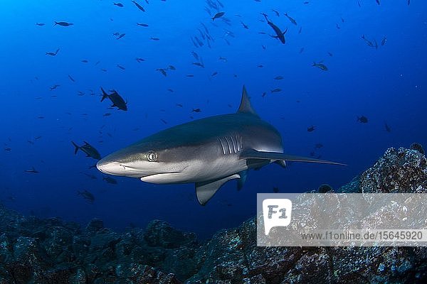 Galapagos-Hai (Carcharhinus galapagensis)  Insel San Benedicto  Revillagigedo  Mexiko  Mittelamerika