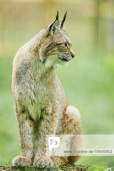 Eurasischer Luchs (Lynx lynx)  sitzend  in Gefangenschaft  Bayern  Deutschland  Europa
