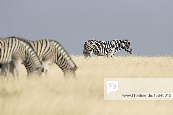 Burchell-Zebras (Equus quagga burchellii)  Etosha-Nationalpark  Namibia  Afrika